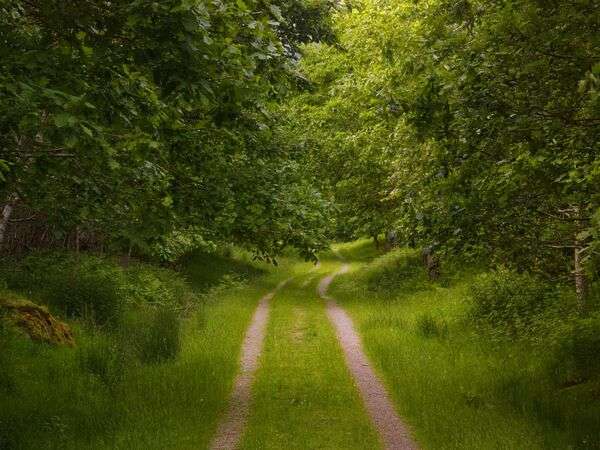 Žalias miškas ir takas dienos šviesoje